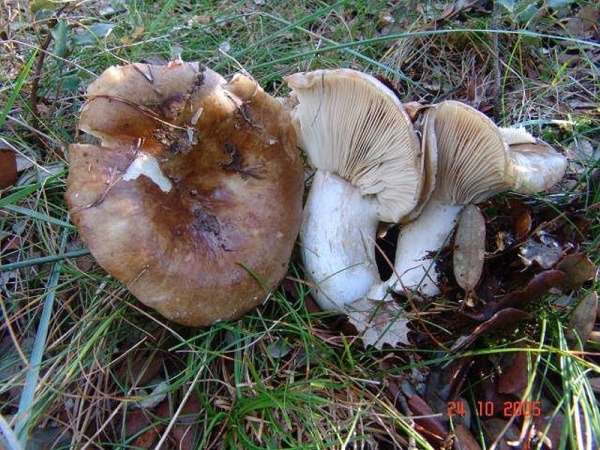 Rauchbrauner Schwarztäubling-Russula adusta