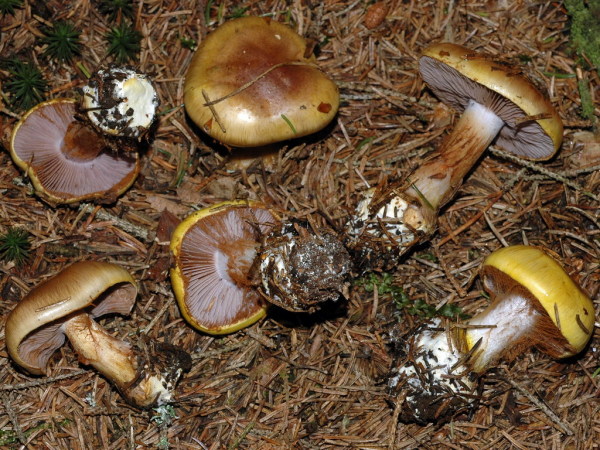 Goldstaub-Klumpfuss-Cortinarius aureopulverulentus