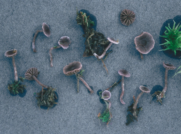 Violetter Erlengürtelfuss-Cortinarius bibulus