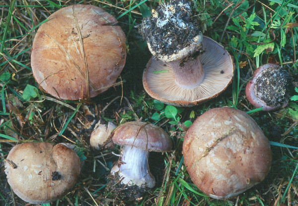 Grauer Klumpfuss-Cortinarius caesiocanescens