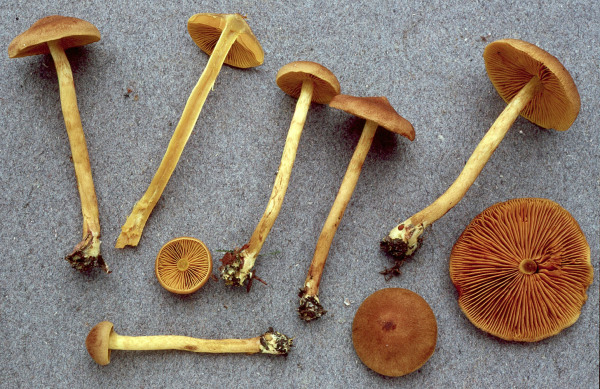 Safranblättriger Hautkopf-Cortinarius cinnamomeoluteus