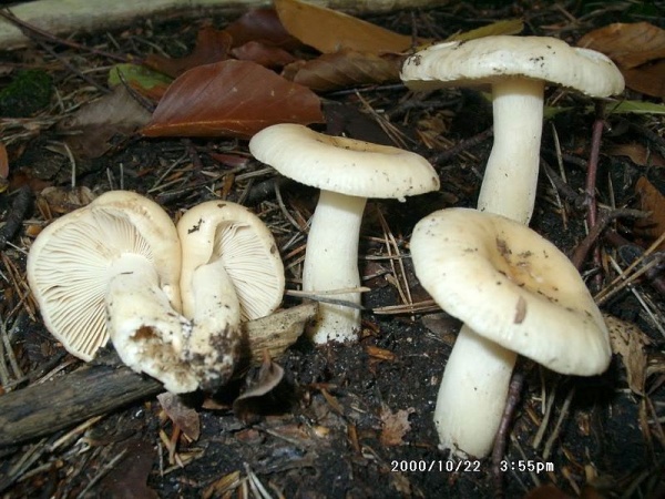 Gallentäubling-Russula fellea