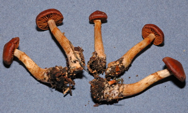 Rotfüssiger Gürtelfuss-Cortinarius colus