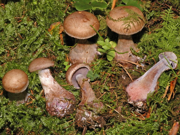 Rötender Dickfuss-Cortinarius cyanites