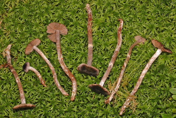 :-Cortinarius flospaludis