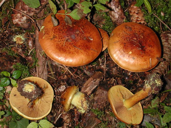 :-Cortinarius splendens var. meinhardii