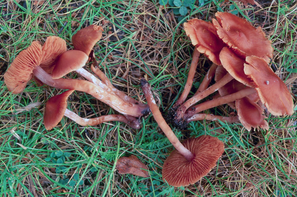 Kleinberingter Gürtelfuss-Cortinarius parvannulatus