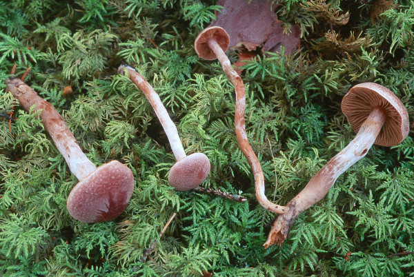 :-Cortinarius pilatii