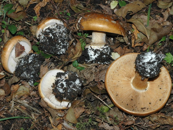 Breitknolliger Klumpfuss-Cortinarius saporatus