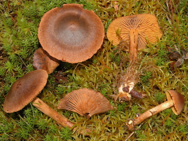 :-Cortinarius sommerfeltii