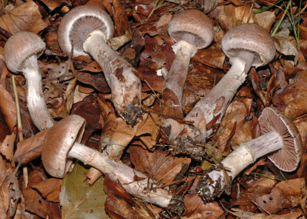 Wohlriechender Gürtelfuss-Cortinarius torvus