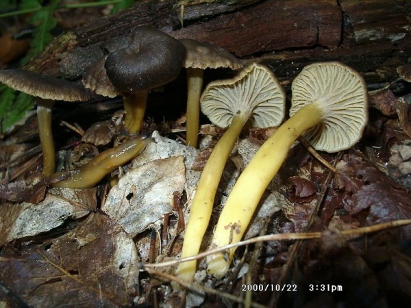 Trompetenpfifferling-Cantharellus tubaeformis