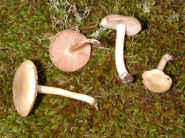 Marmorierter Rötling-Entoloma excentricum var. excentricum
