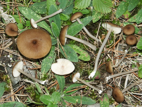 Gestreifter Zärtling-Entoloma longistriatum var. longistriatum