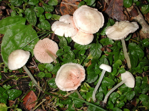 Mattweisser Zärtling-Entoloma sericellum
