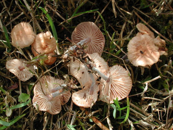 Unverschämter Blasssporrübling-Gymnopus impudicus