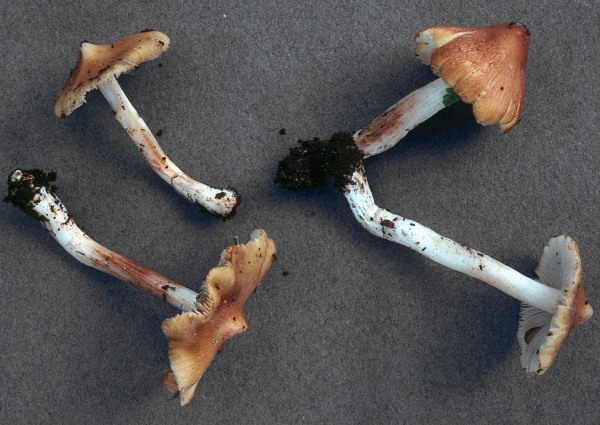 Weißscheiteliger Risspilz-Inocybe flavella