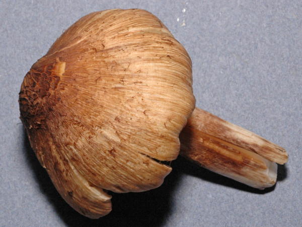 Dunkelschuppiger Risspilz-Inocybe squamata