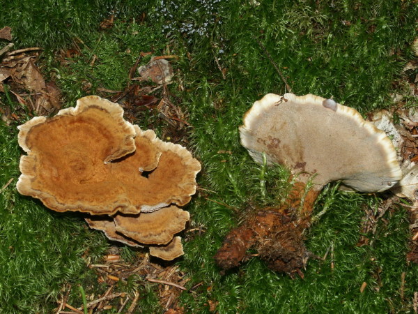 Gestielter Filzporling-Onnia tomentosa
