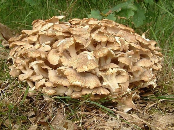 Gemeiner Eichhase-Polyporus umbellatus