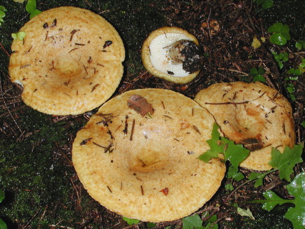 Grubiger Milchling-Lactarius scrobiculatus