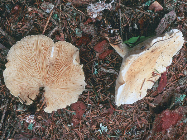 Lederfarbener Krempenritterling-Leucopaxillus alboalutaceus