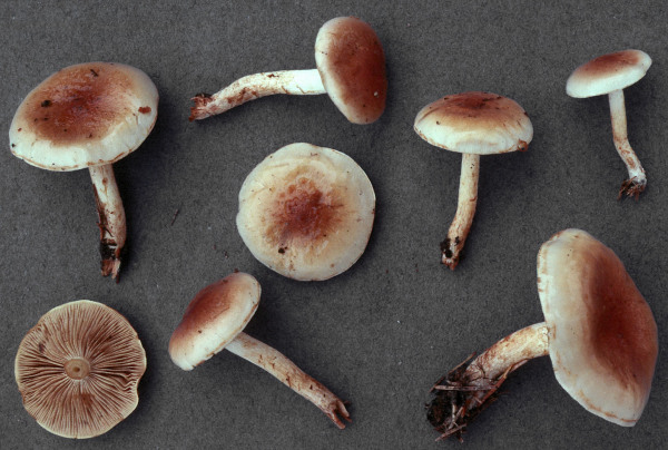 Runzelschüppling-Pholiota mixta