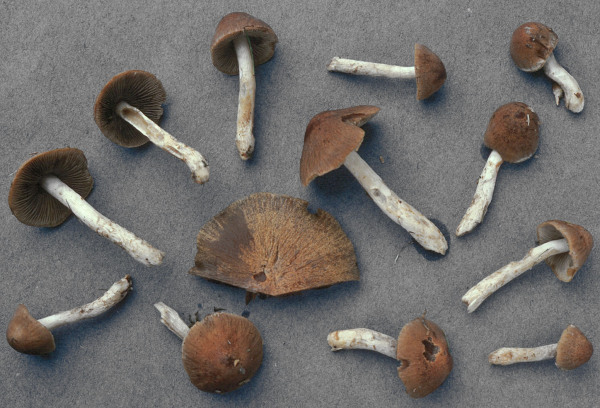 Netziger Mürbling-Psathyrella chondroderma