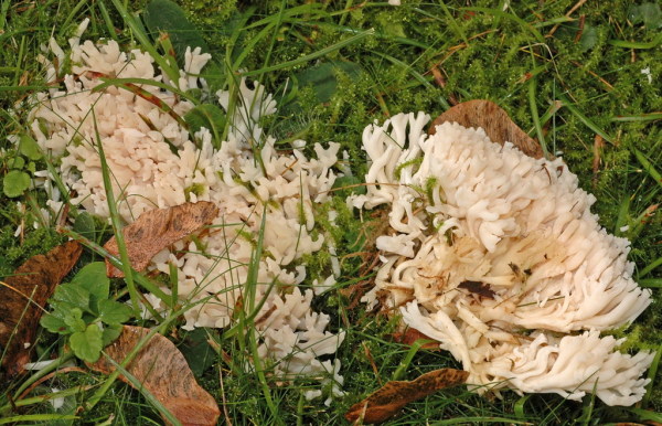 Hellgelbliche Koralle-Ramaria subtilis