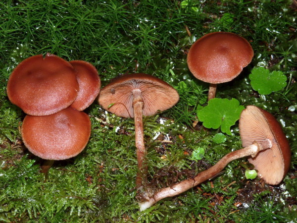 Beringter Trompetenschnitzling-Tubaria confragosa