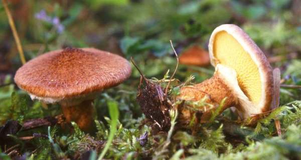 Hohlfußröhrling-Suillus cavipes