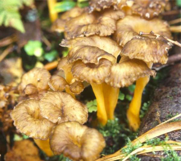 Starkriechender Pfifferling-Cantharellus aurora