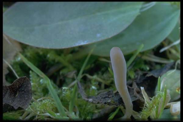 Frühjahrs-Keule-Clavaria tenuipes
