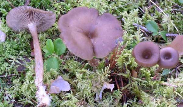 :-Clitocybe strigosa