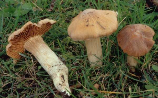 :-Cortinarius acetosus