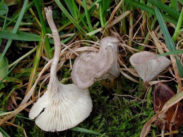 Hügeltrichterling-Clitocybe collina