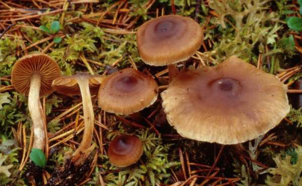 :-Cortinarius bayeri