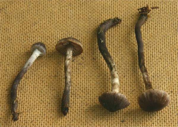 :-Cortinarius ectypus
