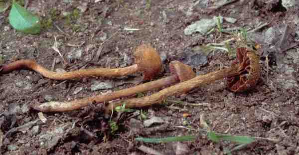 Dickblättriger Erlengürtelfuss-Cortinarius helvelloides