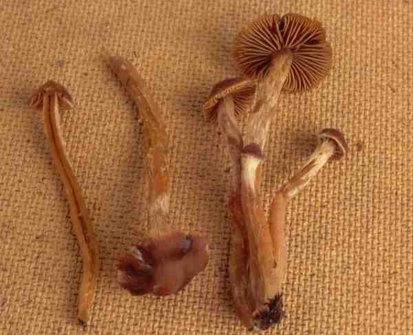 Samtiger Wasserkopf-Cortinarius junghuhnii