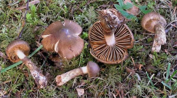 :-Cortinarius subtigrinus