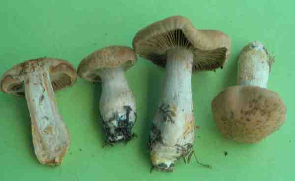 Schweinsdickfuss-Cortinarius suillus