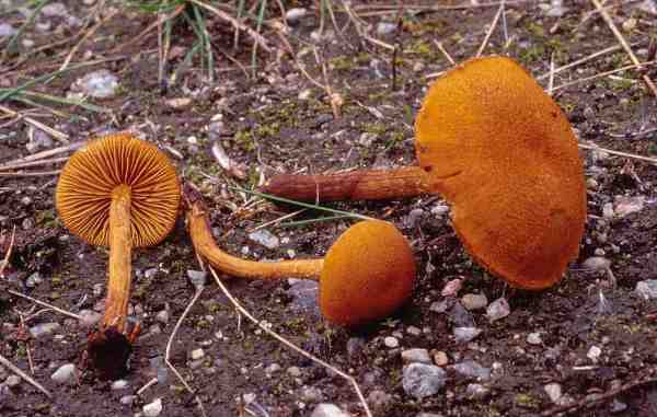 :-Flammulaster limulatus var. litus
