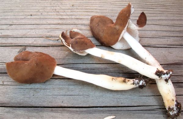 Weißliche Lorchel-Helvella albella
