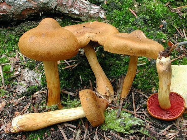 Blutblättriger Hautkopf-Cortinarius semisanguineus