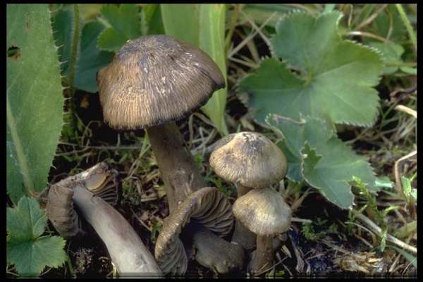 Rötender Saftling-Hygrocybe ovina