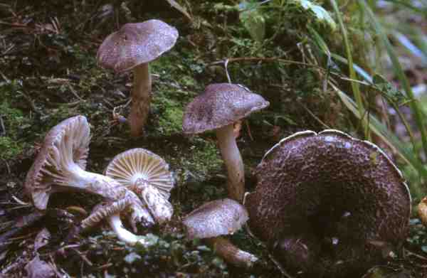 Risspilzartiger Schneckling-Hygrophorus inocybiformis