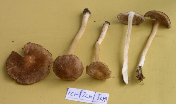 Dünnwandzystiden-Risspilz-Inocybe leptocystis