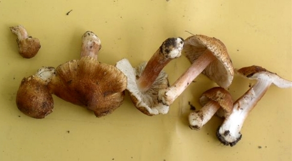 Dunkelbraunscheibiger Risspilz-Inocybe pseudoreducta