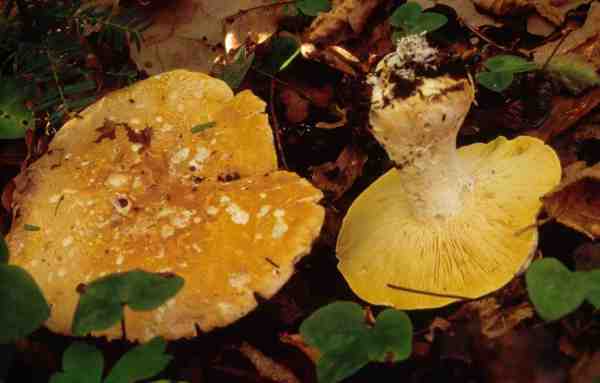 Dreifarbiger Krempenritterling-Leucopaxillus compactus